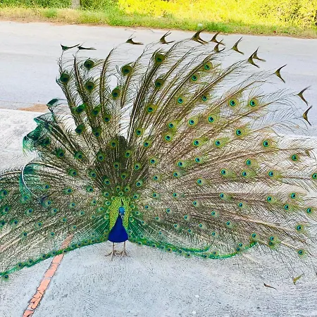 Atardecer En Menorca Vista Al Campo De Golf Apartamento